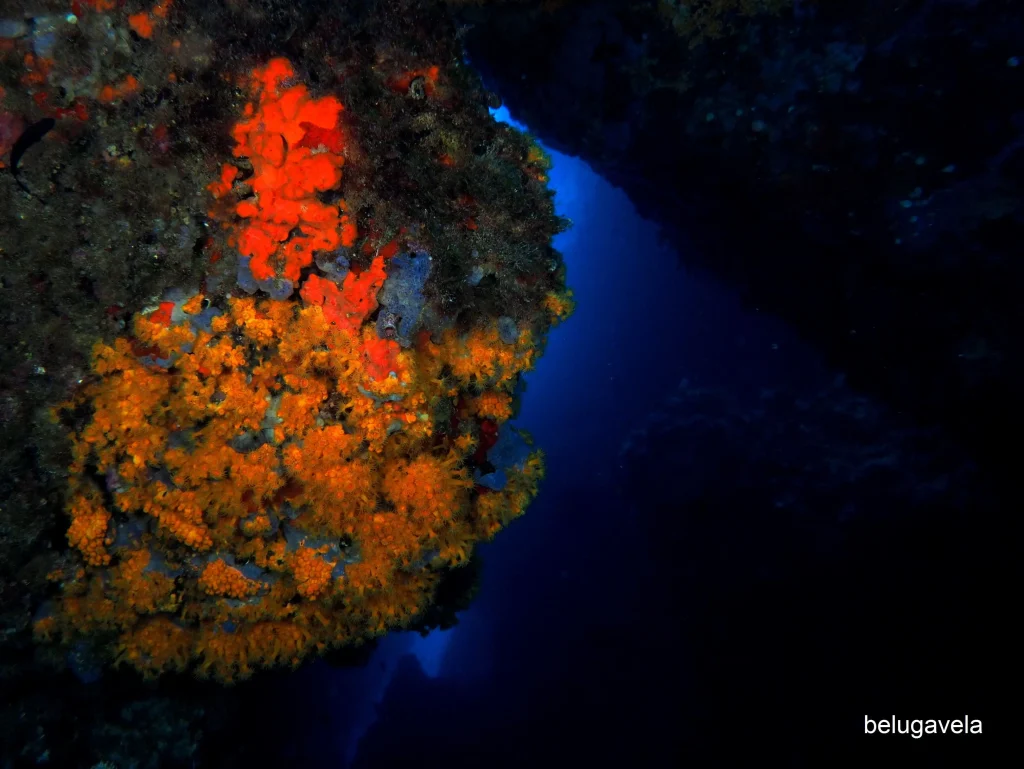 Cañones submarinos de es vedranell con fondo rocoso y luz natural