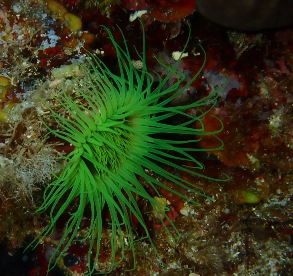 Anémona verde en fondo rocoso durante buceo en Lladó Sur