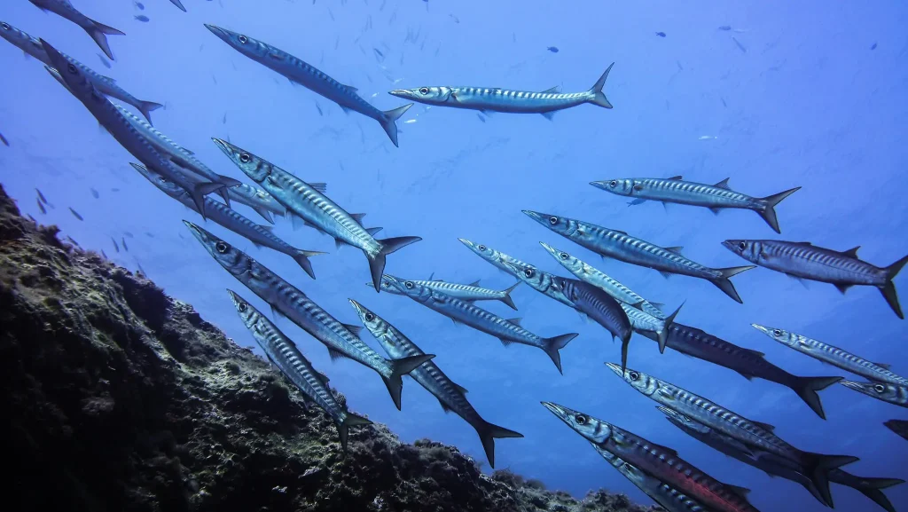 Banco de barracudas en aguas abiertas de Lladó Sur Ibiza
