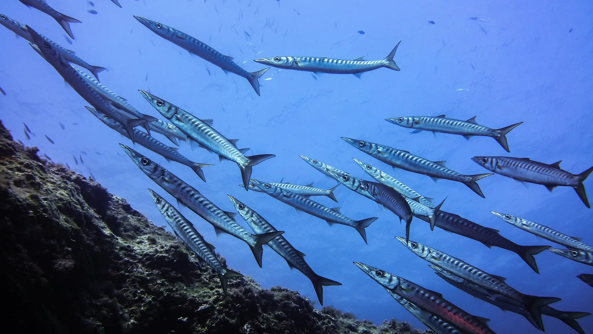 Banco de barracudas durante el buceo en Lladó Sur en Ibiza