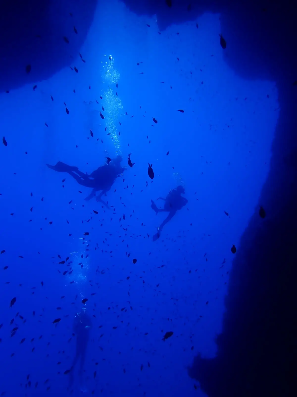 Banco de peces durante el buceo en Ses Margarides