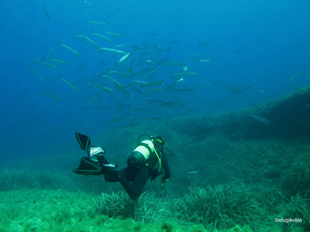 Buceador nadando sobre pradera de posidonia en Punta Gavina