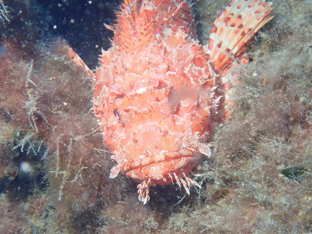Experiencia de buceo en Ibiza en la zona de Es Vedranell