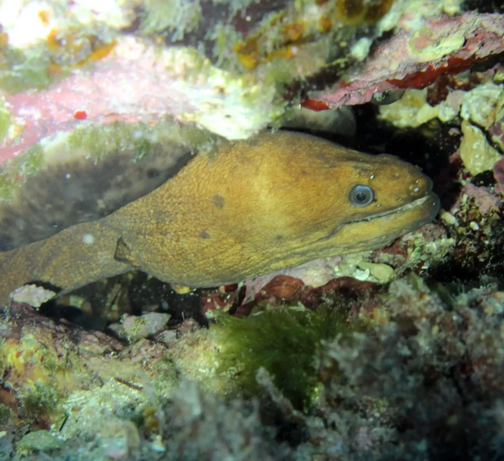 Buceo en Ibiza Es Vedranell con vista a Morena una experiencia única 