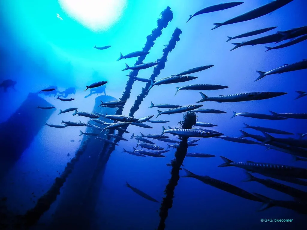 Banco de peces rodeando estructura en buceo en Plataforma