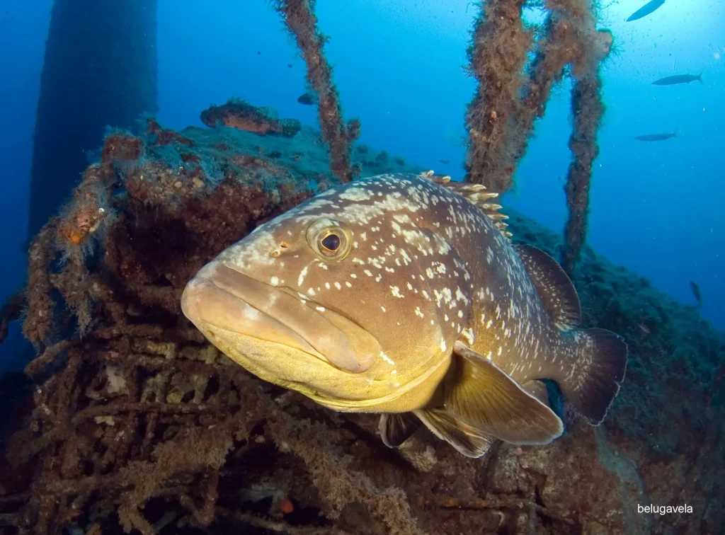 Mero en entorno de estructura durante buceo en Plataforma
