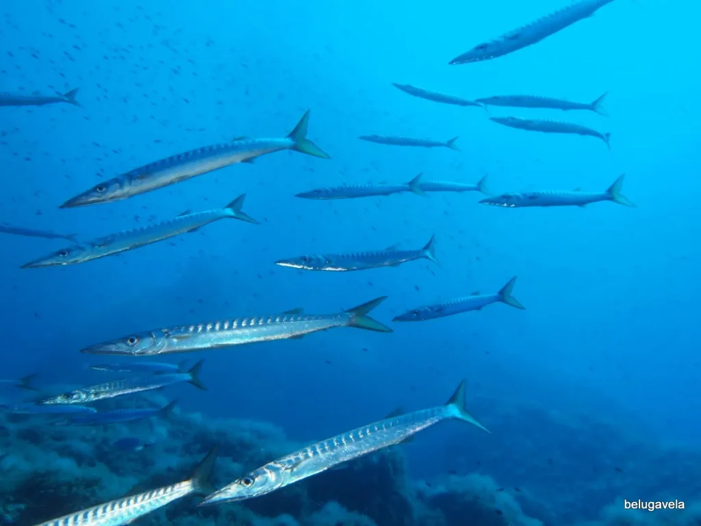 Banco de barracudas nadando en aguas de Punta Prima