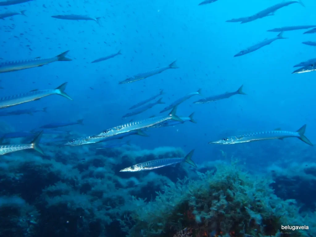 Cardumen de peces en aguas abiertas durante buceo en Punta Prima