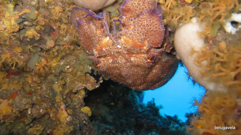 Fauna marina entre pólipos amarillos en una inmersión de buceo en Punta Prima
