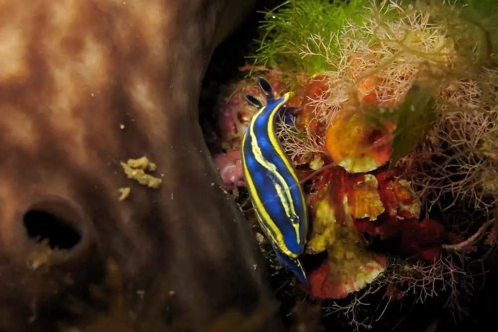 Felimare de colores vivos en fondo marino de Punta Prima