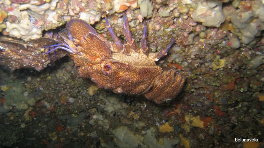 Langosta zapatilla sobre roca durante buceo en Punta Prima