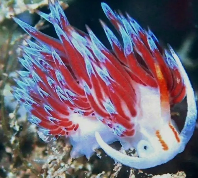 Nudibranquio de colores vivos en fondo marino de Punta Prima
