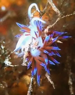 Nudibranquio blanco en fotografía macro en Punta de Sa Creu