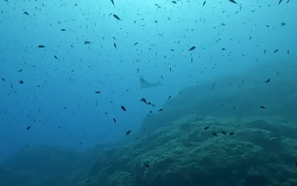 Buceo en Ses Margarides con fondo marino abierto y visibilidad en Ibiza