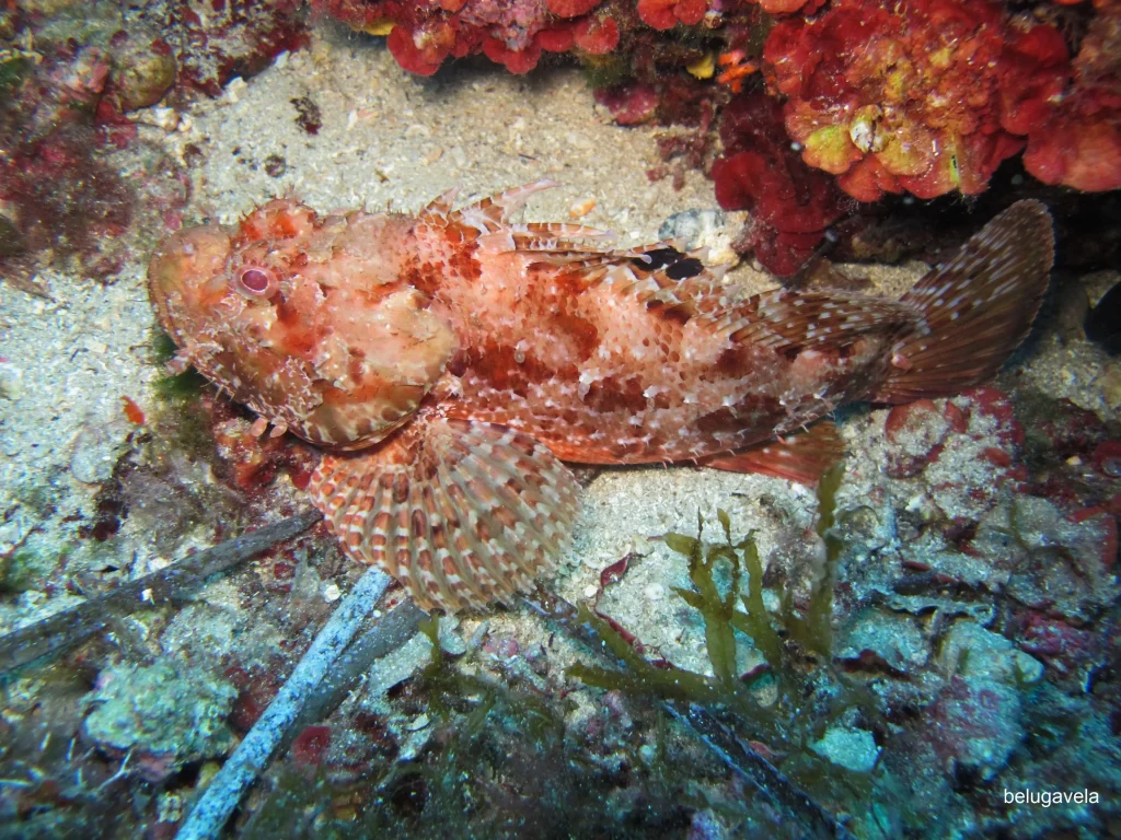 Cabracho en fondo rocoso durante inmersión en Punta Gavina