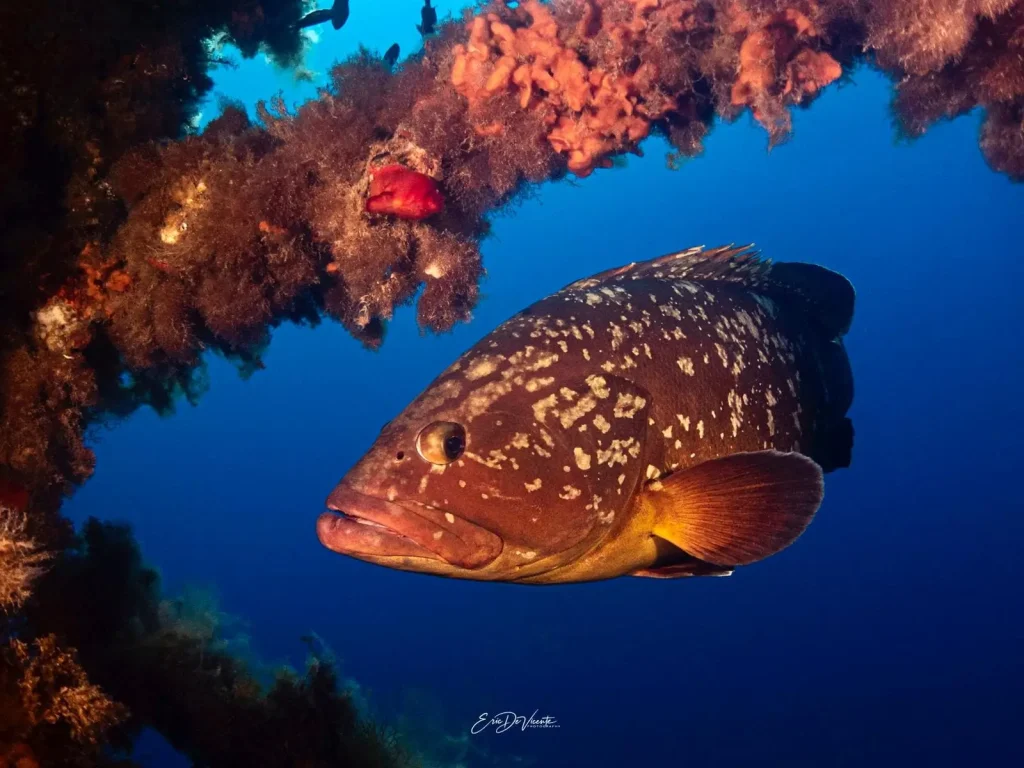 Formación rocosa con cavidad submarina en Es Frare Ibiza
