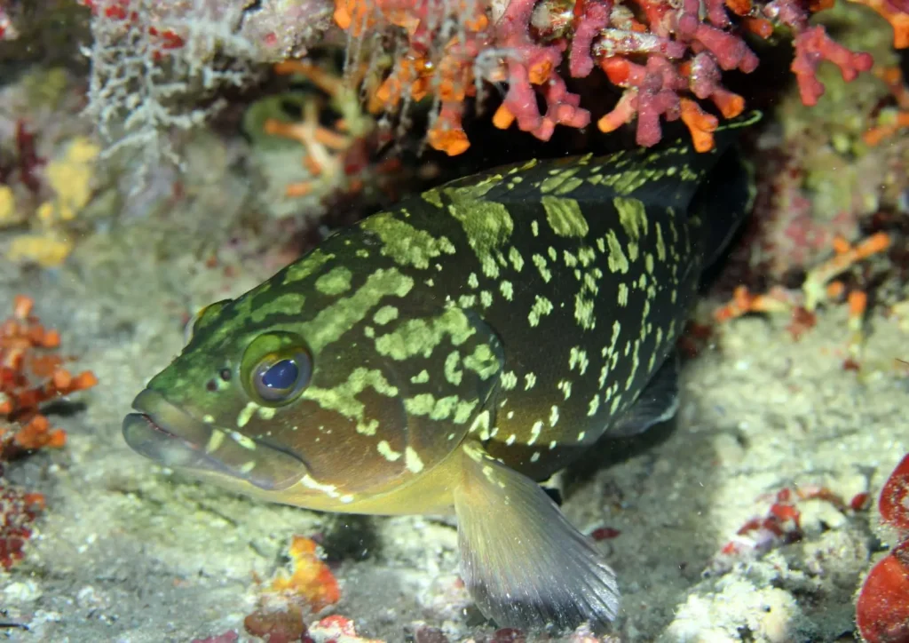 Centros de buceo organizando inmersiones en Es Vedranell Ibiza