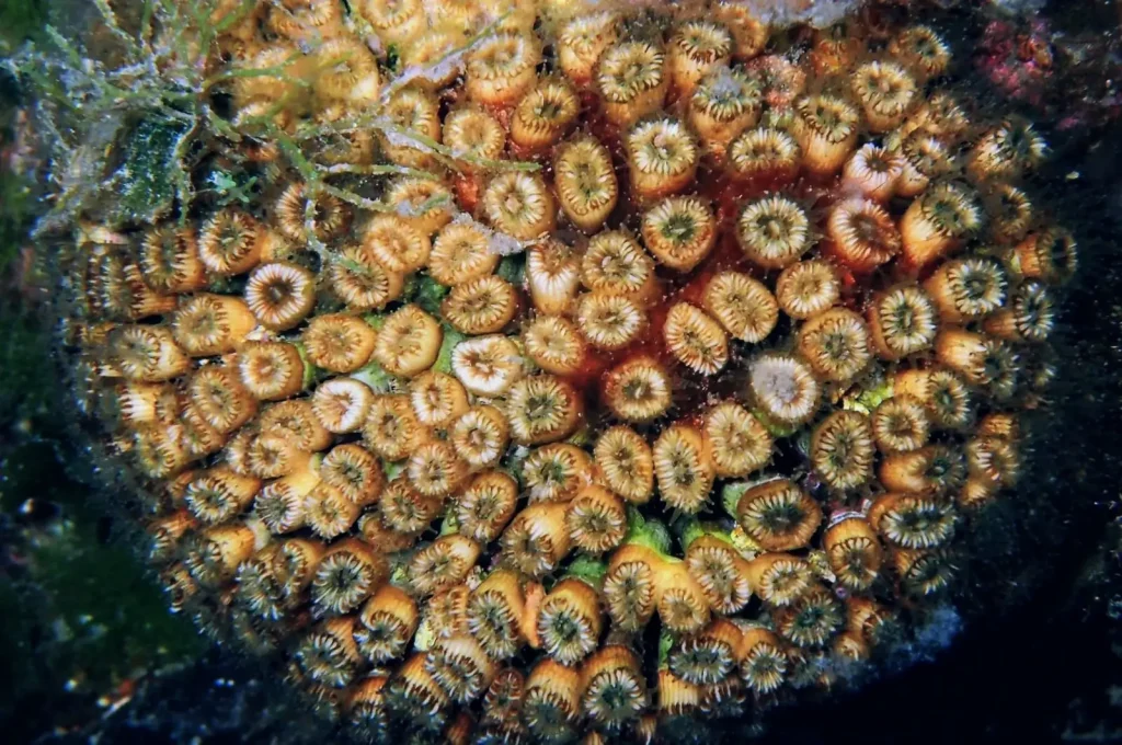 Coral y vida marina en el Arco en Formentera en una zona de inmersión