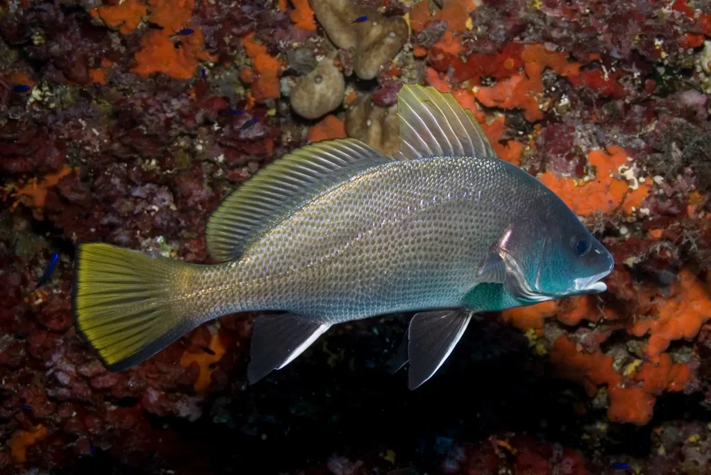 Corvina nadando en el Arco en Formentera durante una inmersión de buceo