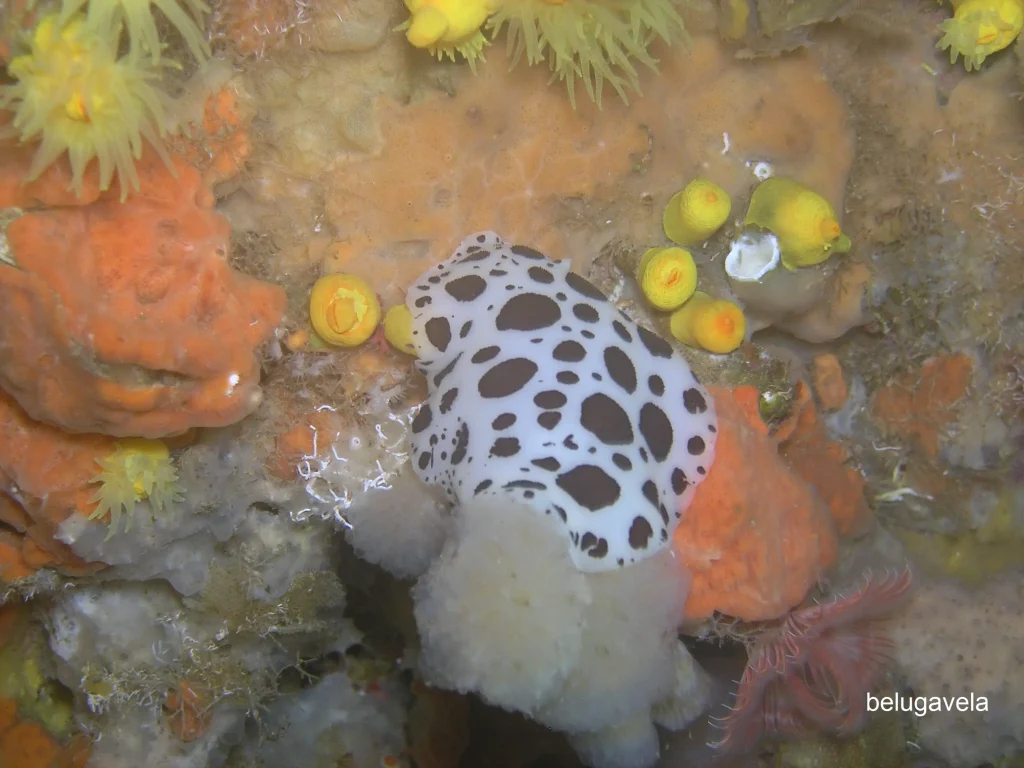 Nudibranquio en fondo rocoso durante buceo en La Bota Ibiza