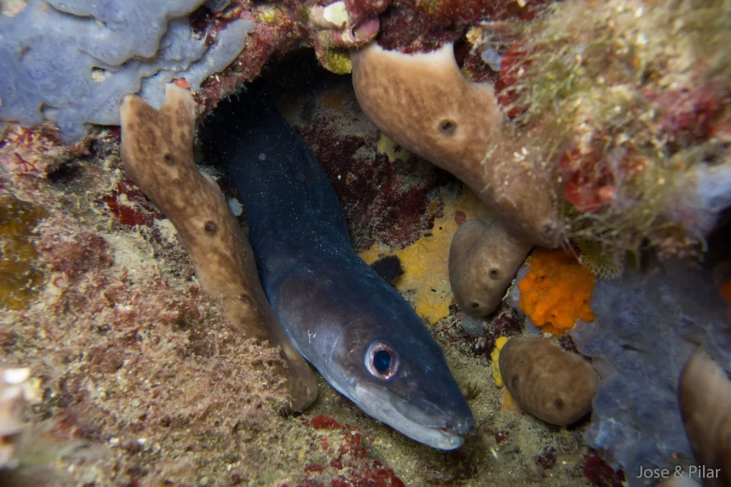 Brotola escondida entre rocas en Punta Gavina durante inmersión de buceo