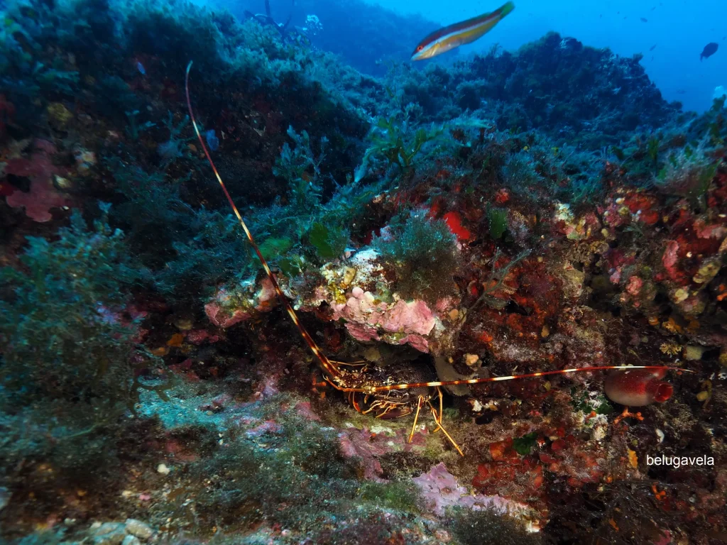 Fondo rocoso poco profundo en zona de buceo La Bota Ibiza