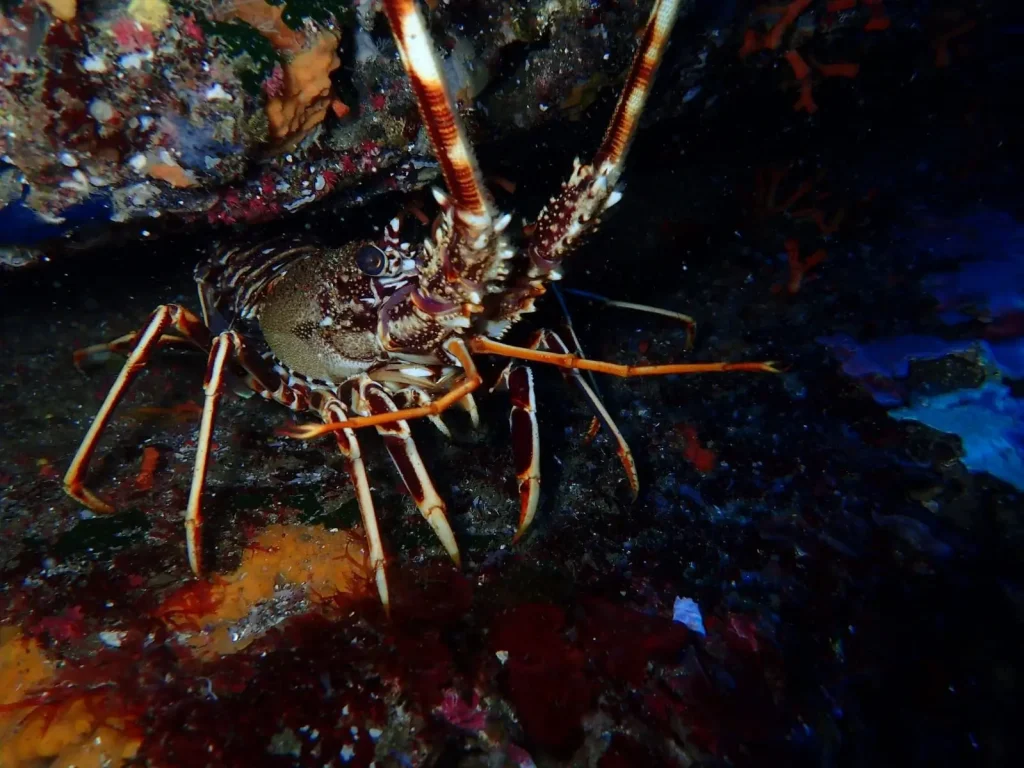  Langosta en grieta rocosa durante buceo en Es Frare Ibiza