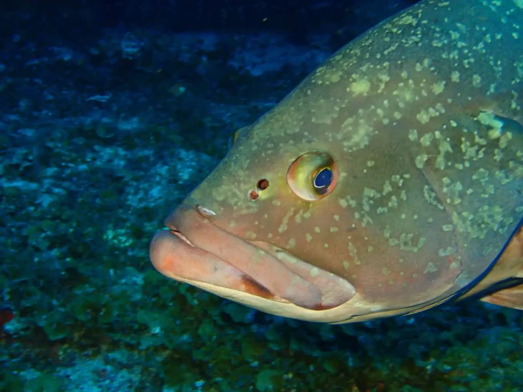 Mero mediterráneo en inmersión de buceo en Lladó Sur Ibiza