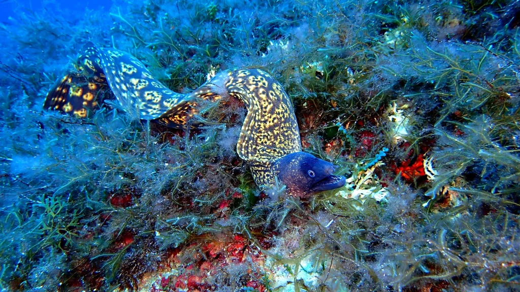 Morena entre rocas durante una inmersión de buceo en Tagomago Norte con abundante vida marina