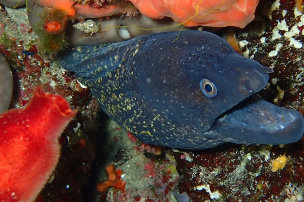 Morenas en Es Frare Ibiza observados durante inmersión de buceo
