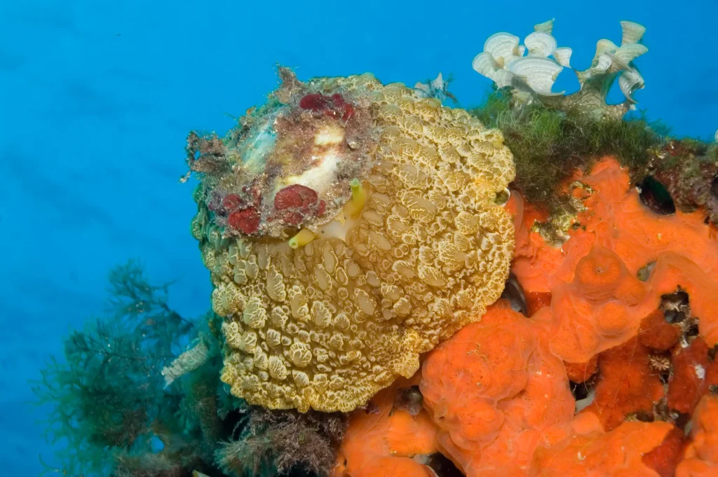 Nudibranquio colorido sobre coral en Lladó Sur Ibiza