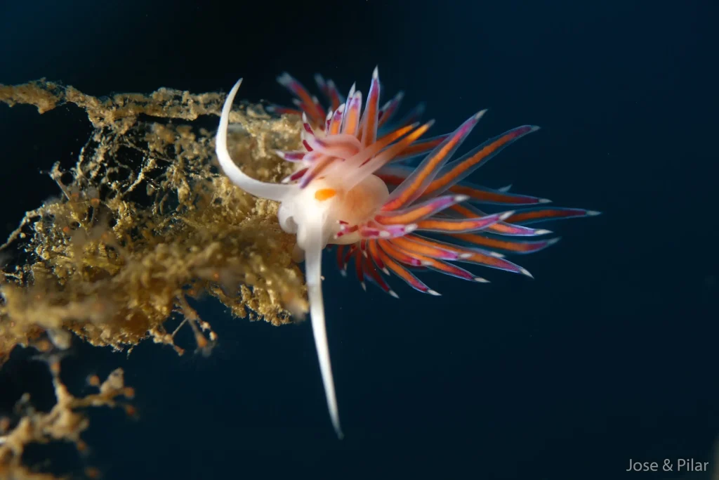 Nudibranquio colorido sobre coral en Lladó Sur Ibiza