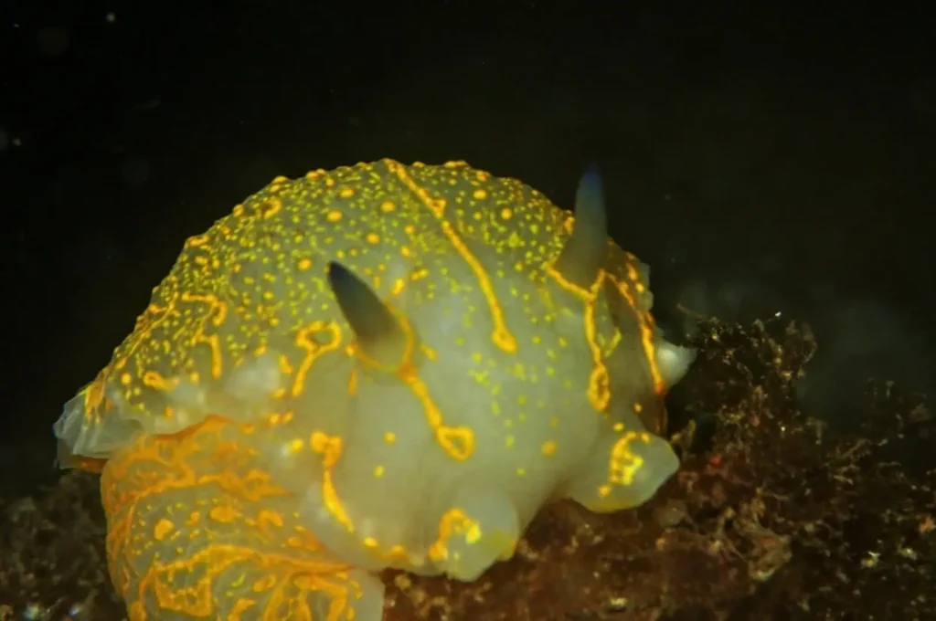 Nudibranquio en Illa Murada durante inmersión de buceo en Ibiza