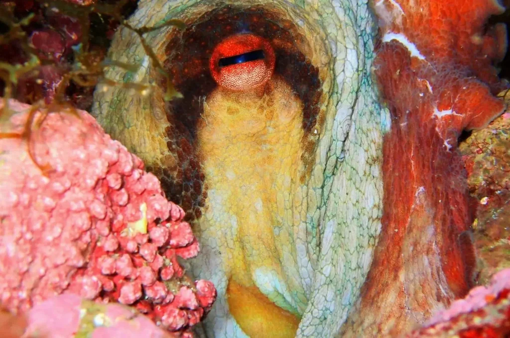 Pulpo observado durante buceo en Tagomago Norte entre rocas y formaciones submarinas