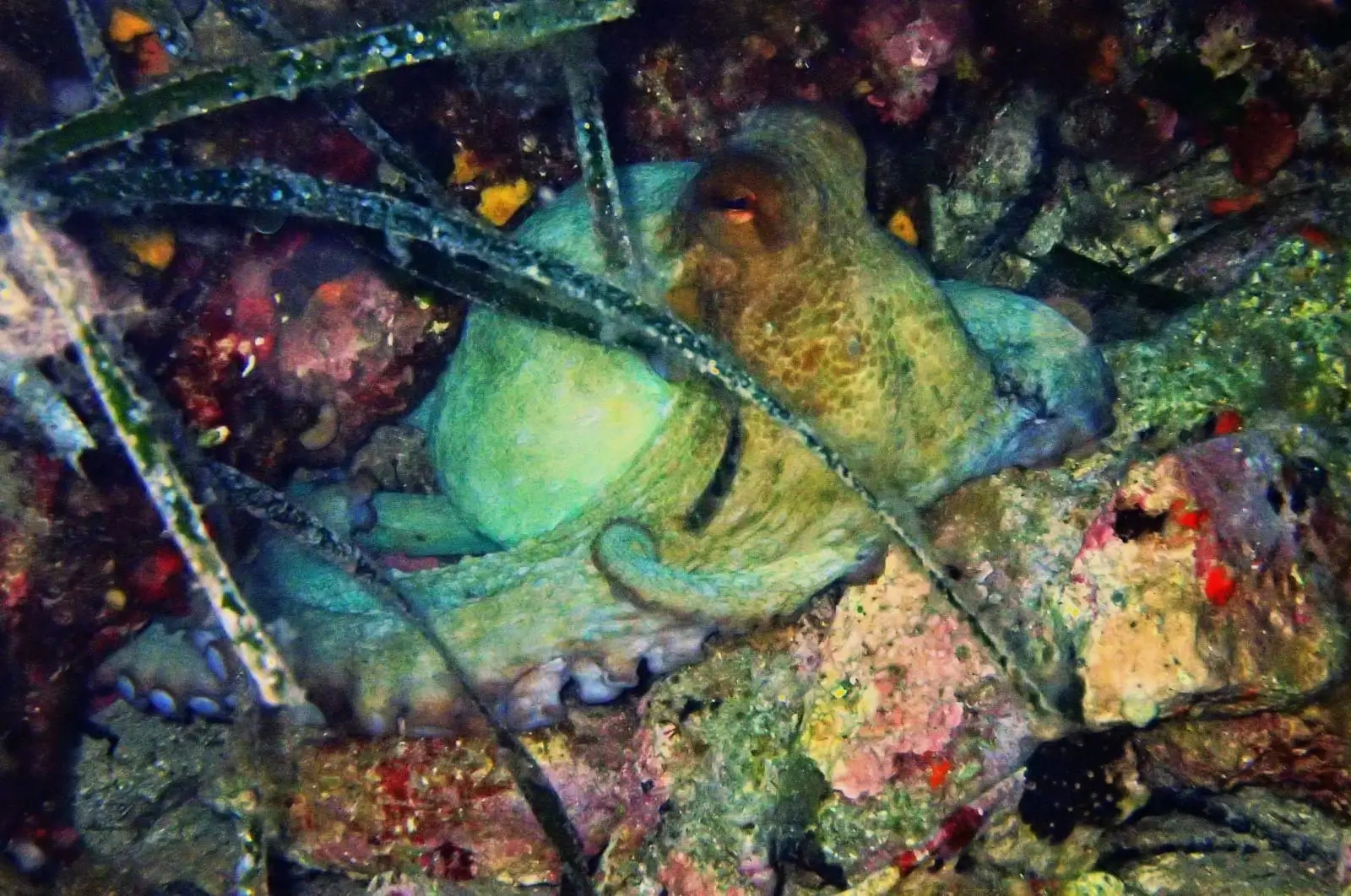 Pulpo en el Arco camuflado entre rocas durante el buceo