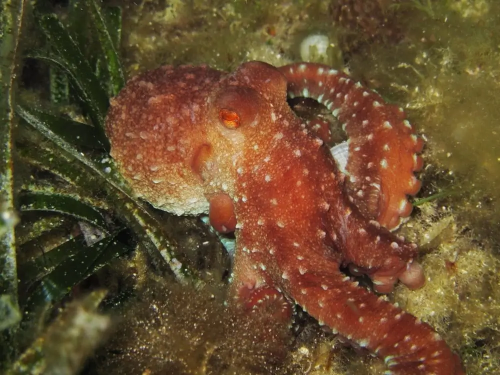 Pulpo en el Arco de Formentera rodeado de vida marina en inmersión