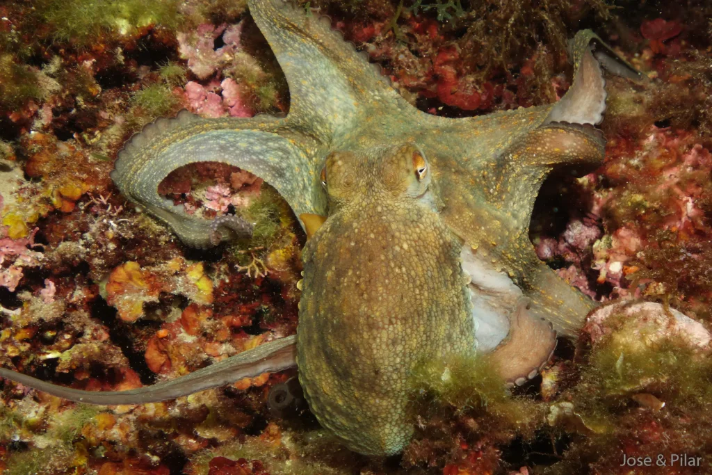 Pulpo sobre roca en fondo marino durante buceo en Lladó Sur