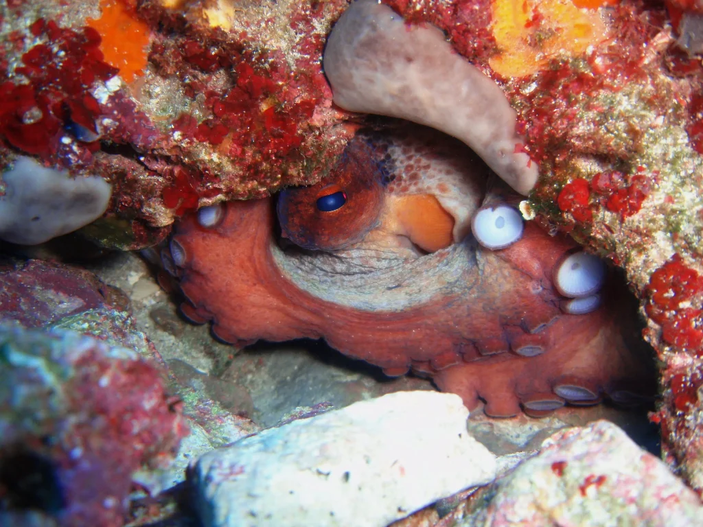 Pulpo escondido en roca en Illa Murada durante buceo en Ibiza