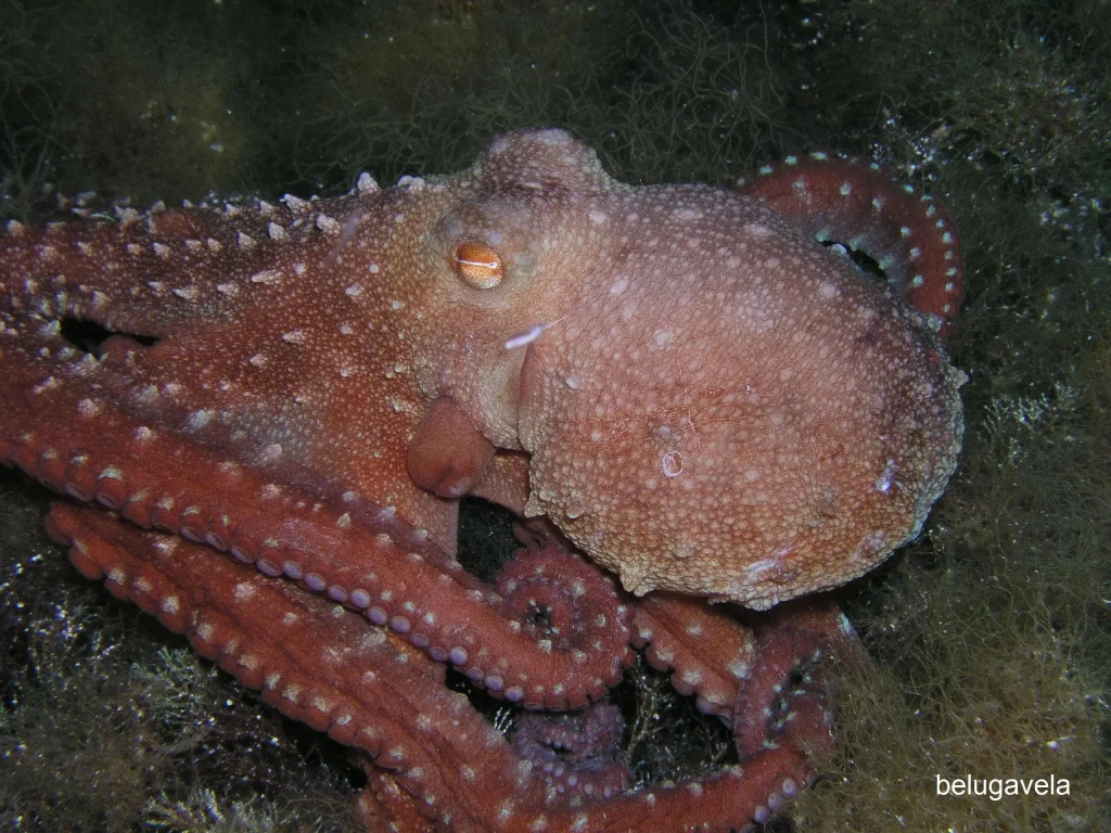 Pulpo sobre el fondo marino en Punta Gavina durante inmersión de buceo
