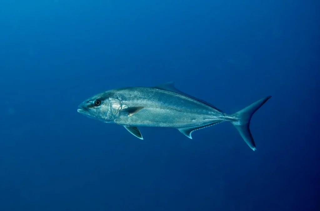 Serviola nadando en mar abierto durante buceo en Lladó Sur