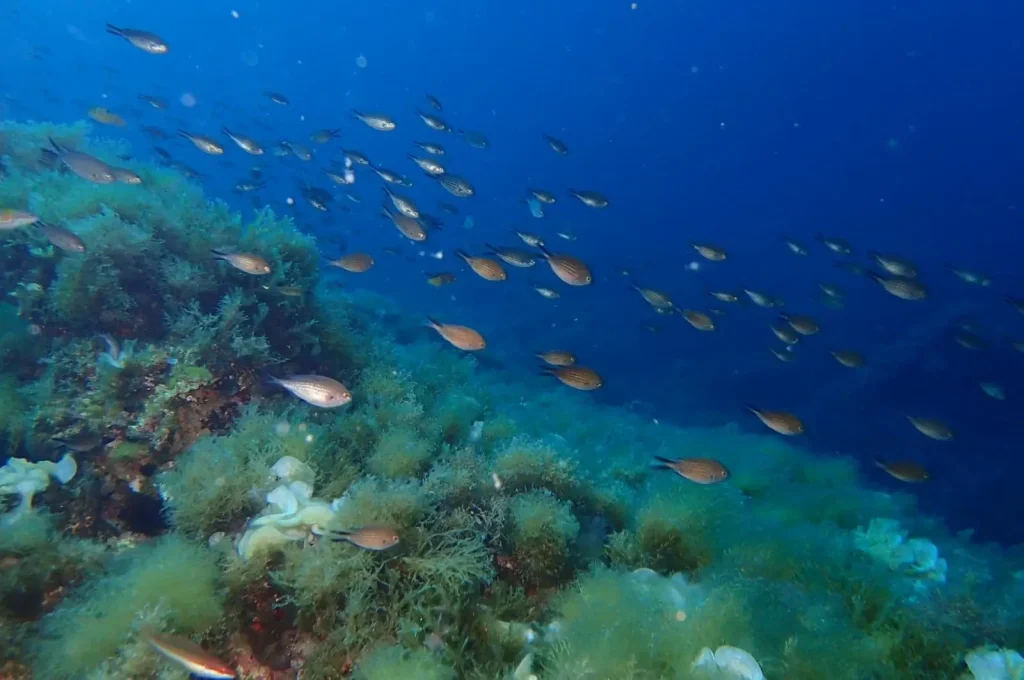 Fondo marino en Es Frare Ibiza con alta visibilidad y luz natural
